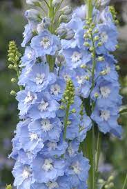 1800flowers.com has been visited by 100k+ users in the past month Winter Wonderland Life Is A Garden