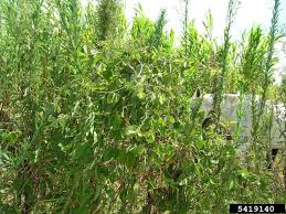 Image result for Neonotonia wightii