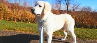 There are some common words like fido, pal, prince, rex and sparky, these might suit the nostalgia buffs. 200 Male And Female Dog Names And What They Mean Hotdogcollars Com