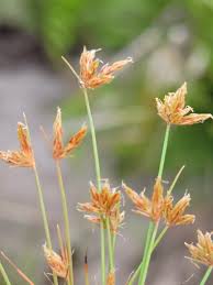 Image result for Bulbostylis megastachys