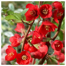 Texas scarlet flowering quince shrubs. Texas Scarlet Flowering Quince Chaenomeles 1 Gallon Growers Solution