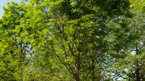 Image result for Styphnolobium