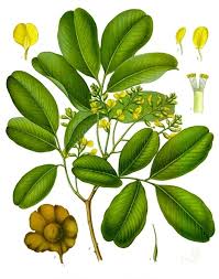 Image result for Pterocarpus
