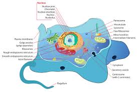 Cells are the smallest units of life. Cell Biology House Wiki Fandom