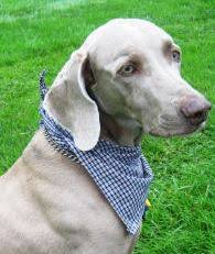 Download 100 Free Dog Clothes Patterns Diy Coats Dresses Tops