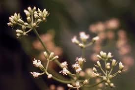 Image result for Grewia micrantha