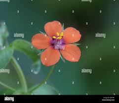 Image result for Anagallis elegantula