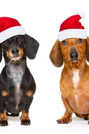 Sitting And Obedient Couple Of Two Dachshund Or Sausage Santa Claus Dogs With Red Christmas Hat Isolated On White Background Dachshund Dogs Puppies