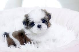 Well trained male and female baby face maltese puppies for adoption. Maltese Shih Tzu Puppies For Sale