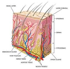It resides in the dermal layer of the skin and is made up of 20 different cell types, each with distinct functions. Hair Follicle Features