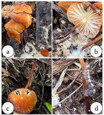 Image result for Marasmius sp.