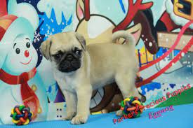 Our puppies are released to their forever homes with a veterinarian's certificate of good health, their vaccine/worming records, wee wee pads, a sample of their food, and the nys documentation package. Eggnog The Girl Pug Parker S Precious Puppies Karen Parker