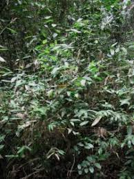 Image result for Olyra latifolia