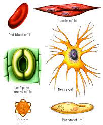 That cells can be of different shapes and sizes. Revision Notes For Science Chapter 5 The Fundamental Unit Of Life Class 9th Askiitians