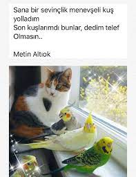s n gull adli kullanicinin bazilari siir sev mez panosundaki pin ilham verici sozler ilham verici guzel soz