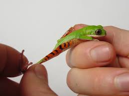 Image result for Cryptolepis hypoglauca