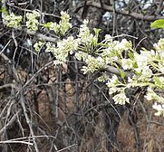 Image result for Dalbergia acutifoliolata