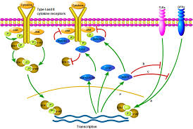 Frontiers Socs Proteins Participate In The Regulation Of Innate Immune Response Caused By Viruses Immunology