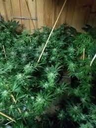 We've reviewed the most popular led grow lights in 2020, so you can find the perfect light for viparspectra 300w. First Led Grow 1000w Giixer Grow Journals I Love Growing Marijuana Forum By Robert Bergman