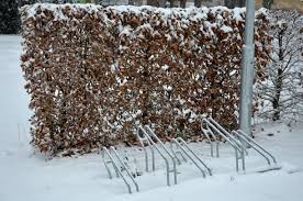 Image result for hornbeam hedge in winter