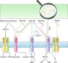 Cell walls are made up of carbohydrates such as cellulose, hemicellulose, and pectin and a complex organic polymer called lignin. Cell Wall Integrity Maintenance During Plant Development And Interaction With The Environment Nature Plants