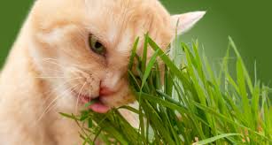 Why do cats eat grass? Cat Behavior And Expert Answers Why Do Cats Eat Grass
