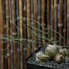 Image result for Schizobasis