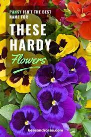 Pansy Isn T The Best Name For These Hardy Flowers Bees And Roses Pansies Flowers Pansies Hardy Plants