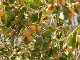 Rasa buah bidara yang asam manis tak memengaruhi manfaat yang dimilikinya. 5 Jenis Pohon Bidara Dan Karakteristik Daun Yang Wajib Anda Ketahui