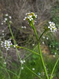 Image result for Crambe hispanica