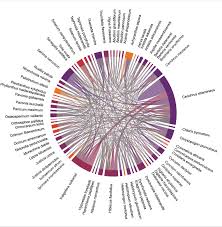 Image result for Chloris mossambicensis