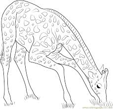 Check spelling or type a new query. Giraffe Eating Grass Coloring Page For Kids Free Giraffe Printable Coloring Pages Online For Kids Coloringpages101 Com Coloring Pages For Kids