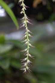 Image result for Bulbophyllum intertextum