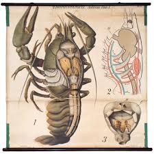 Vintage Wall Chart European Crayfish By Paul Pfurtscheller 1929