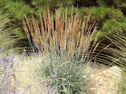 Image result for Sorghastrum nudipes