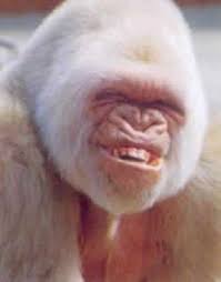 Résultat de recherche d'images pour "drôles de singes"