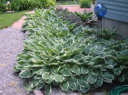 Hostas Work In The High Desert | Lifestyle | Bendbulletin.Com