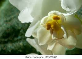 Image result for Streptocarpus myoporoides