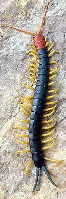 Check spelling or type a new query. Giant Redheaded Centipede Arthropod Museum