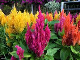 9 Different Types Of Celosia Flowers Home Stratosphere