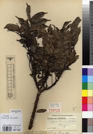 Image result for isolona lebrunii