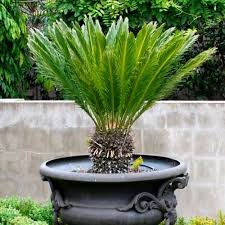 Image result for Cycas