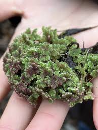 Image result for Azolla filiculoides