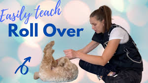 Without further interruption, here is how to teach a dog to roll over. Quickly Teach Your Dog To Roll Over In 5 Mins Nicole Ellis