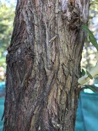 Image result for Tarchonanthus camphoratus