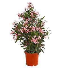 Nerium oleander (oleander) is an evergreen shrub of the apocynaceae family that thrives principally in subtropical regions. Oleander Solitarbusch Dehner
