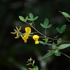 Image result for Crotalaria quarrei