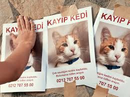 Kayip Kedi Nasil Bulunur Pet Ihtiyac Blog