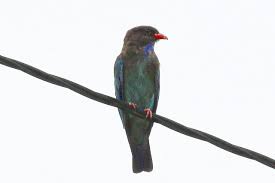 Image result for Alafia orientalis