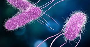 In europe, although there are around 100,000 incidents of salmonellosis reported annually. Salmonella Outbreaks About Salmonella